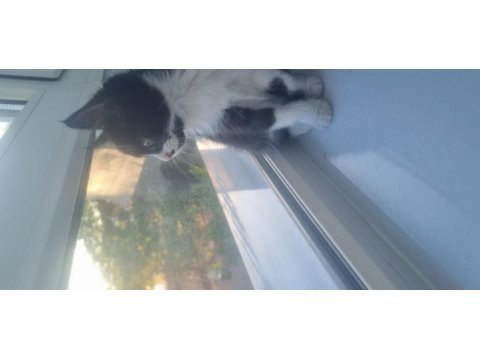 Tekir kedi