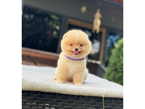 Yavru pomeranian boolarımız