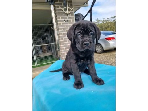 Özel seçim dev gibi cane corso bebekler
