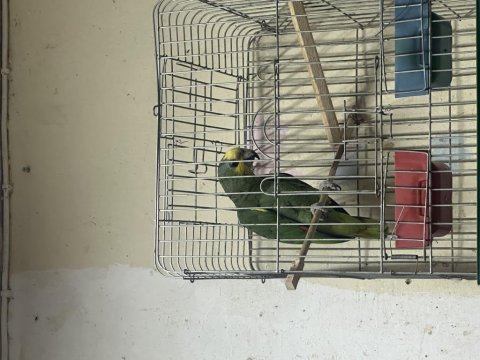 Yavru ful evcil amazon papağanı