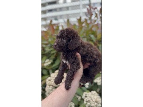 2.5 aylık toy poodle