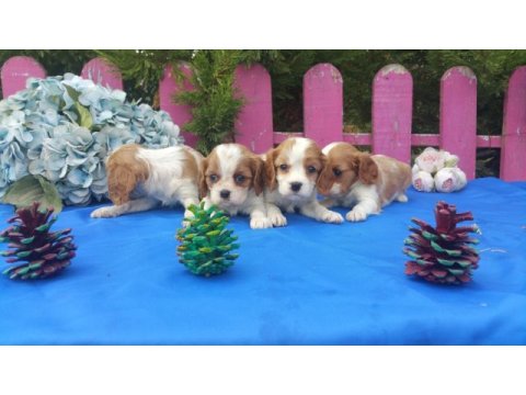 Çok sevimli cavalier king charles yavrularımız