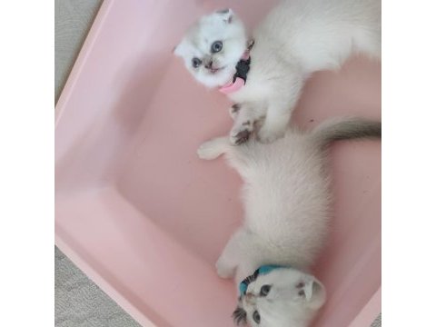 Yavrular yeni yuvalarına hazır
