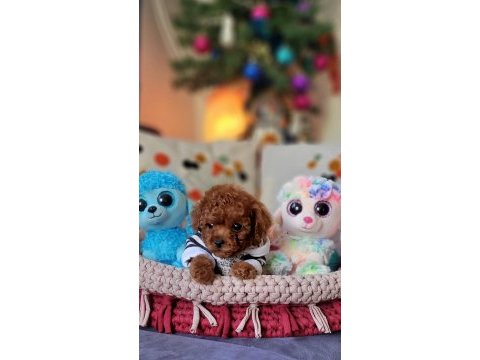 Şecereli mini boy kore toy poodle yavrularımız