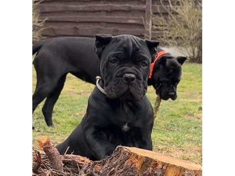Ev ortamında yetiştirilmiş cane corso yavrularımız
