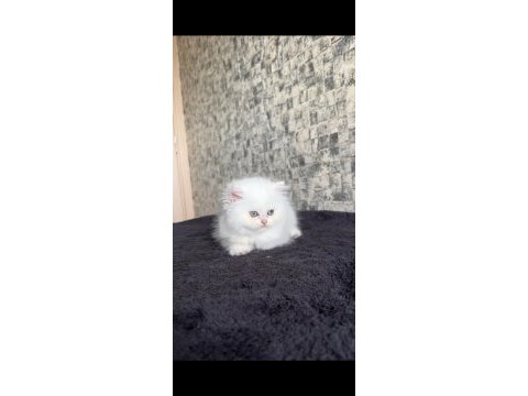 British longhair disi