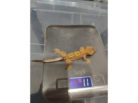 Crested gecko