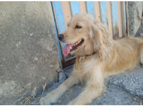 Eğitimli american cocker kızan döneminde