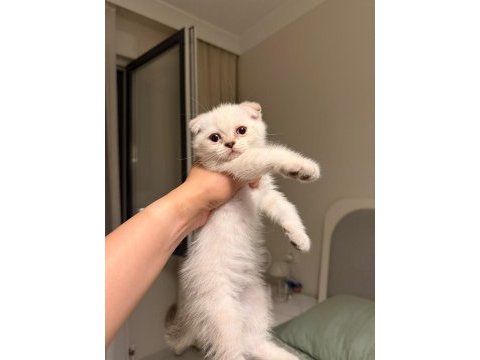Uyguna scottish fold