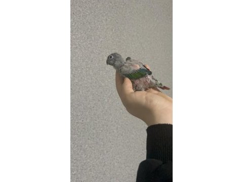 El besleme konur papağanı 15 günlük