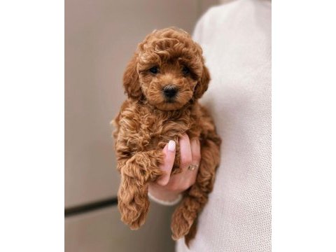 A kalite maltipoo yavrularımız