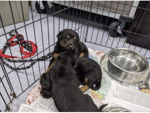 Ev ortamı sağlıklı rottweiler yavrular