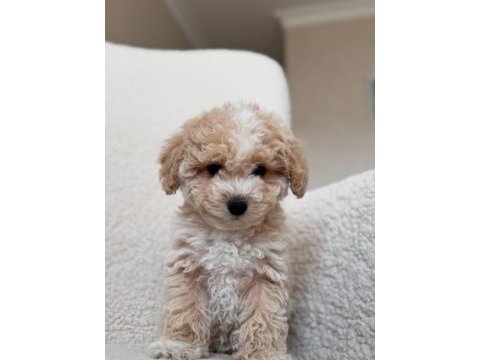 Kore maltipoo yavrular özel olmak isteyenlere özel