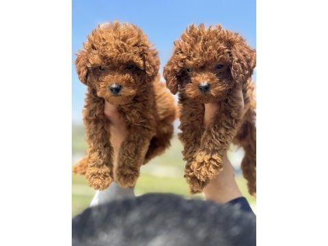 Ankaranın en seçkin toy poodle yavruları