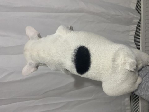 Tombik french bulldog kızımız yuvasını arıyor