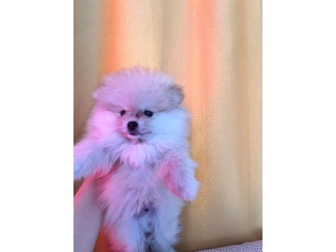 Pomeranian boo teddy bear