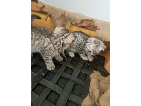 16 nisan doğumlu yavrular scottish fold