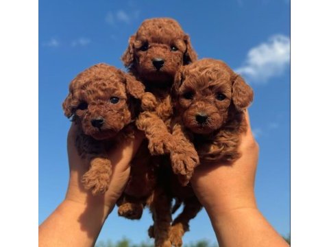 Red brown toy poodle kahverengi yavrular 
