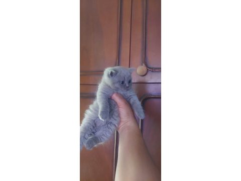 Sevimli british shorthair bebekler