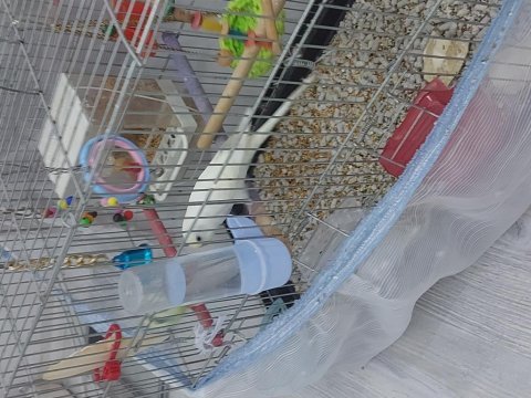 Yavru muhabbet kuşu