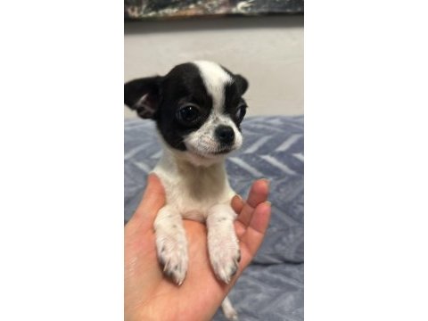 4 aylık erkek şecereli anne babadan chihuahua