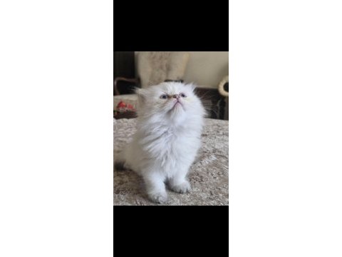 British shorthair ve british longhair erkek ve dişi