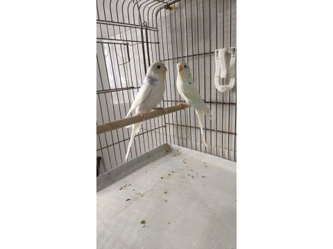 Çıtır çıtır sıcak sıcak imalattan halka muhabbet kuşlar