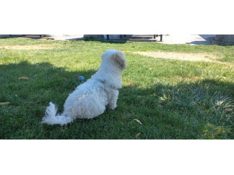 Maltipoo 4 aylık