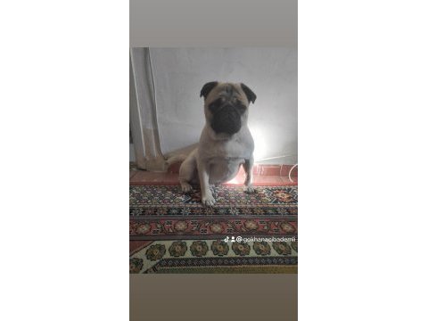 6 aylık pug