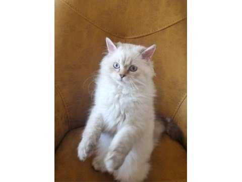 Yavru british longhair