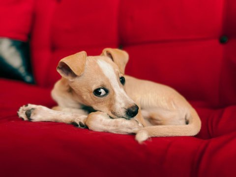 3,5 aylık erkek şivava chihuahua