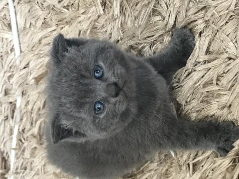 1 aylık british shorthair yavrular