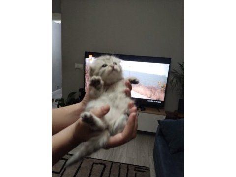 Scottish fold yavru kedimiz