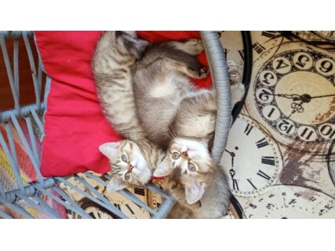 British shorthair ve british golden yavrularımız