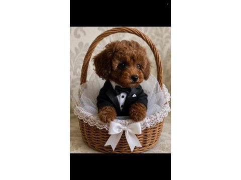 Minyatür poodle 4 aylık aşılı