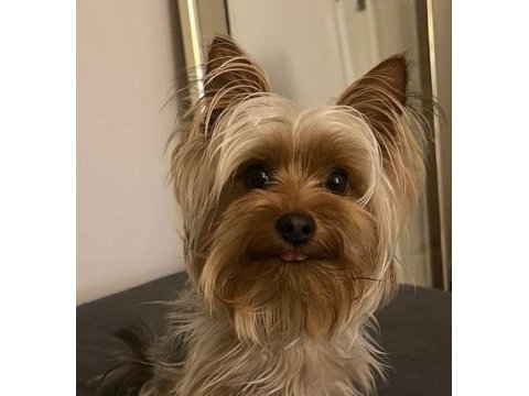 Teacup morkie büyümesi boyutu durdu