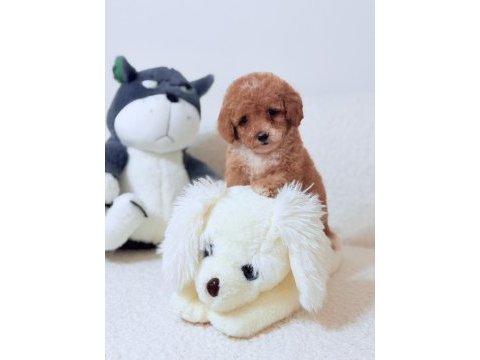 Mini toy poodle kore kan