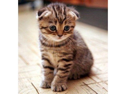 3 aylık yavru scottish fold kedisi