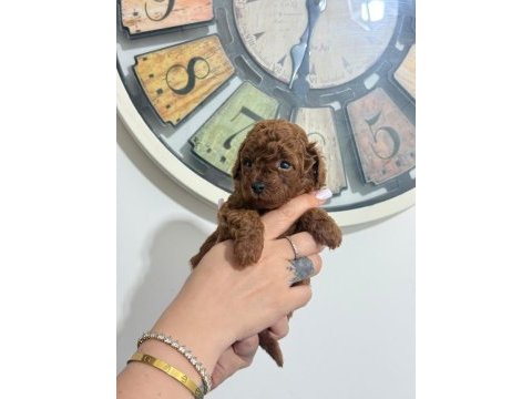 Toy poodle yavruları dişi