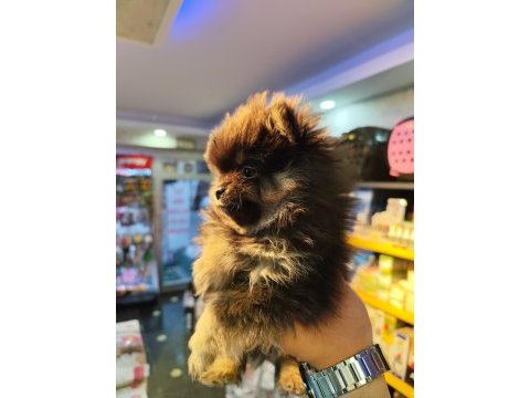 Pomeranian boo 3 aylık