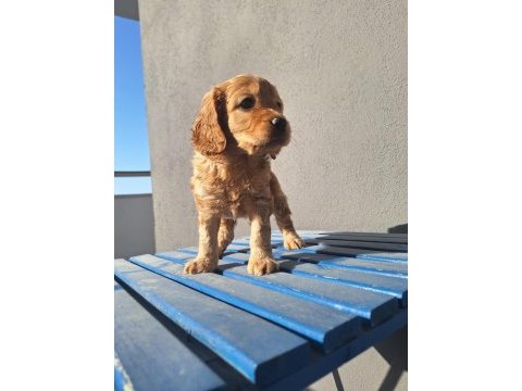 Maltipoo bebeler sevimli hareketli
