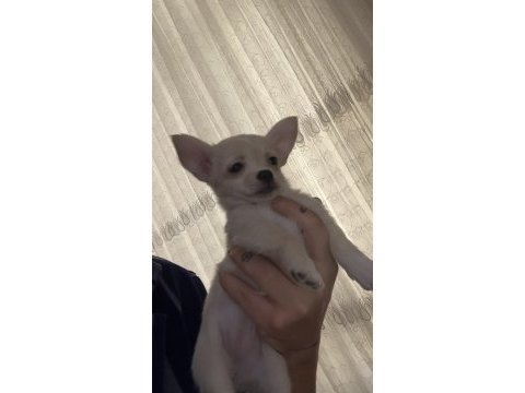 4 aylık teacup chihuahua yavrular