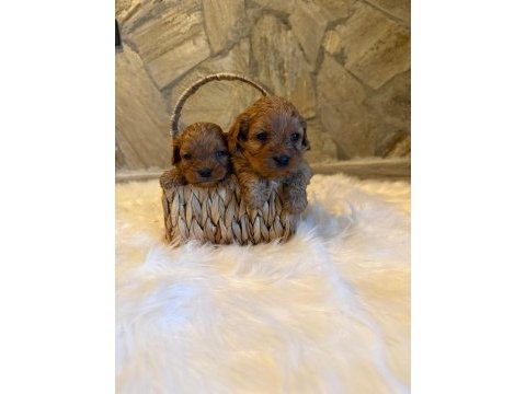 Maltipoo yavrularımız dişi erkek mevcut