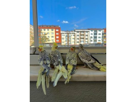 Ev üretimi sultan papağanı yavruları 5 & 3.5 aylık