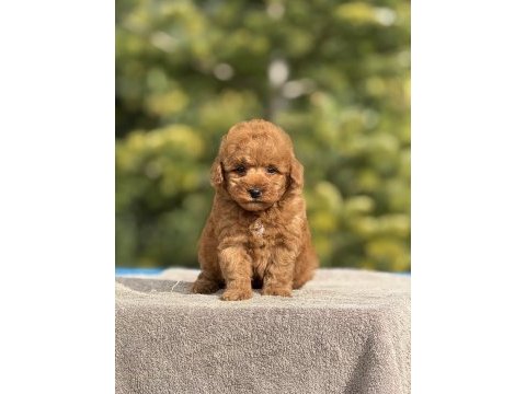Baby face poodle yavrularımız
