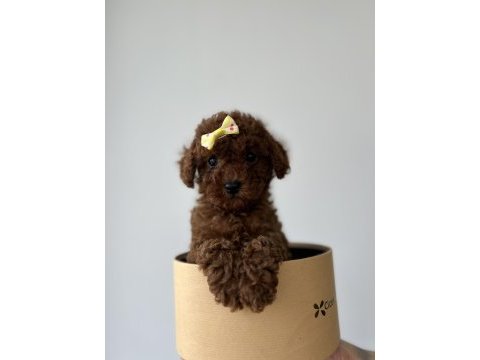 Kore kan toy poodle