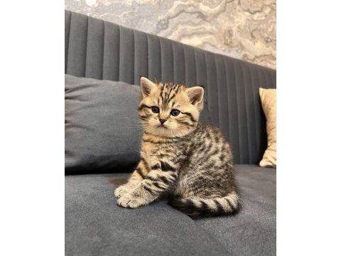 British shorthair kedimiz