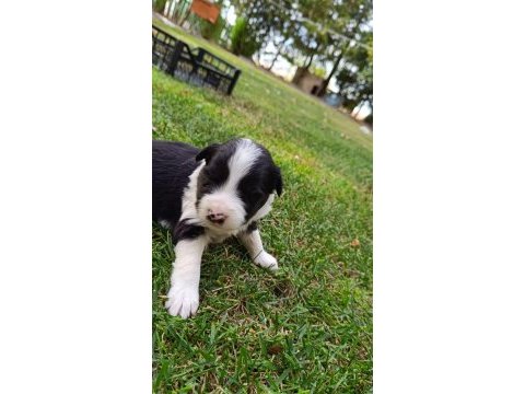 Ev üretimi border collie yavruları