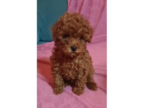 Anne altından orjinal poodle bebekler