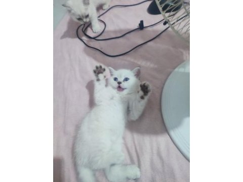 Scottish fold yavrular